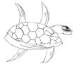 turtle-5-